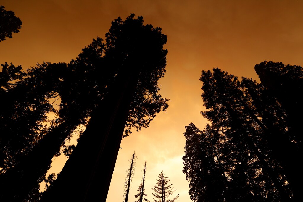 Smoke from a fire is seen through the trees of The Lost Grove in the Sequoia National Forest in California, U.S.