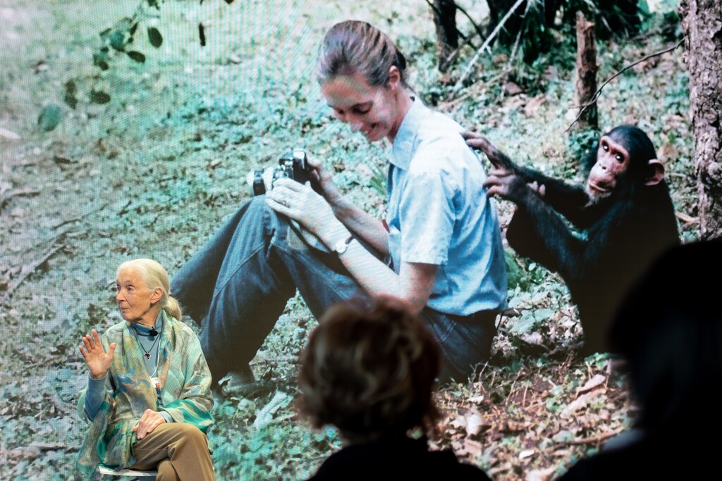 Jane Goodall, Founder, Jane Goodall Institute, USA speaking during the Session "Close Encounters with Jane Goodall and Skye Meaker" at the Annual Meeting 2019 of the World Economic Forum in Davos, January 22, 2019. Congress Centre - Betazone. Copyright by World Economic Forum / Sandra Blaser