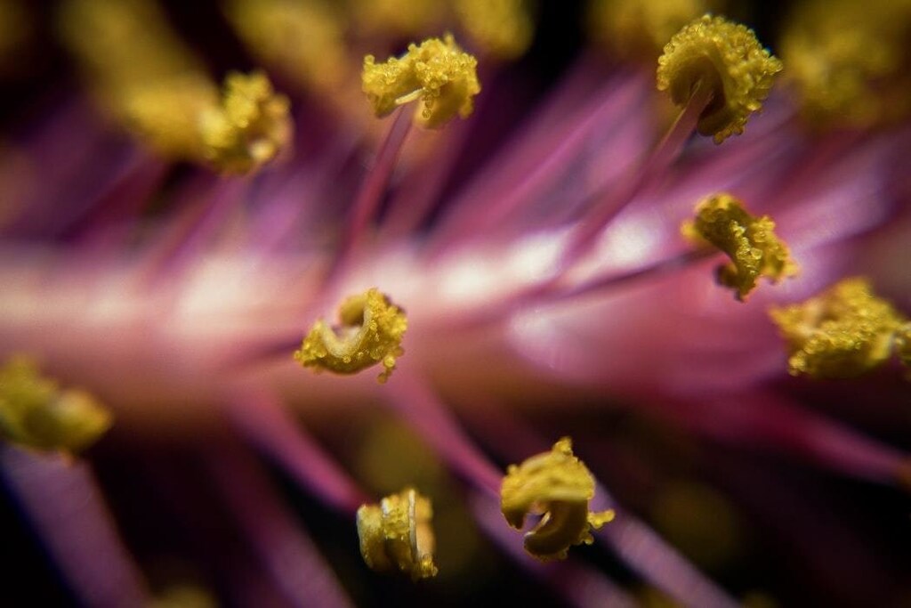 A photo of pollen in a flower climate change environment allergies health