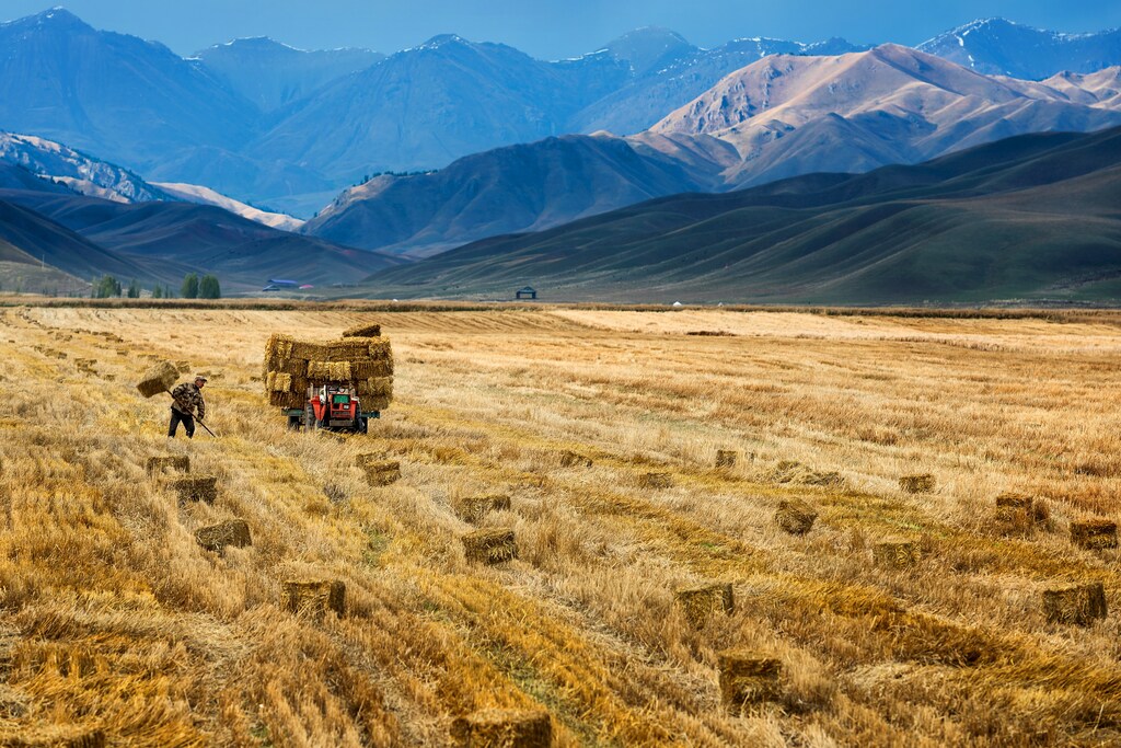 A farmer harvests in a crop field in Yili, Xinjiang Autonomous Region, October 3, 2015. The world's largest makers of tractors and combines are finding a rare opportunity for growth in China despite a sharp slowdown in the world's No. 2 economy, with big farm machines in demand as the rural labor force shrinks and plot sizes grow. Picture taken October 3, 2015. REUTERS/China Daily CHINA OUT. NO COMMERCIAL OR EDITORIAL SALES IN CHINA TPX IMAGES OF THE DAY - GF10000231690