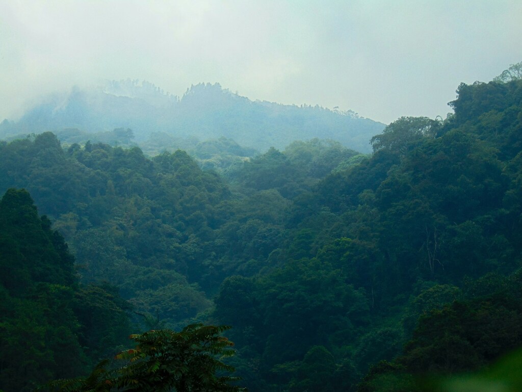Vista de un bosque verde.