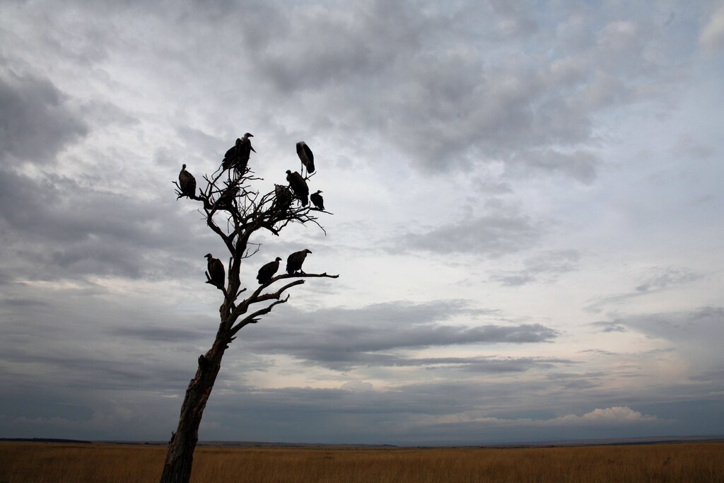 Vultures sit in a tree in the Masai Mara game reserve August 5, 2006.