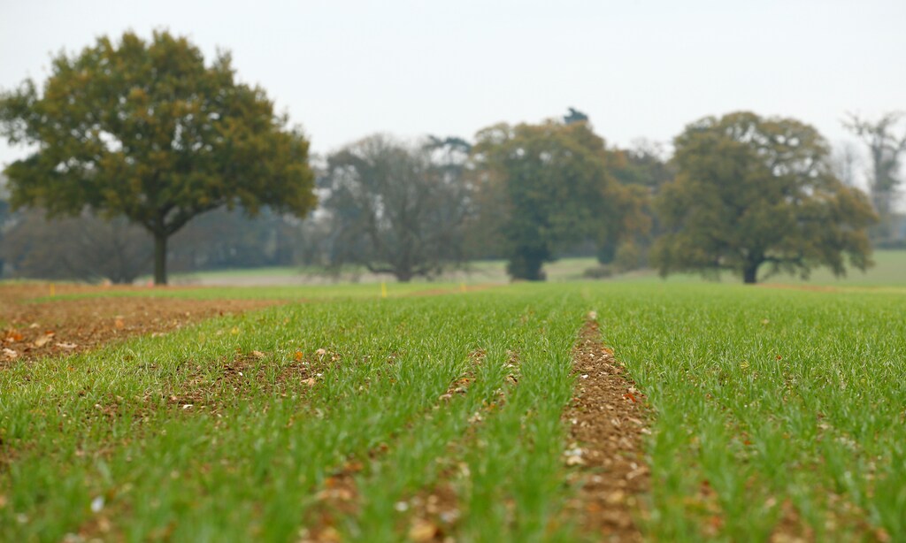 Wheat is seen growing in a field at Rothamsted Farm in Harpenden, Britain, November 2, 2017, REUTERS/Peter Cziborra - RC1CCF338240