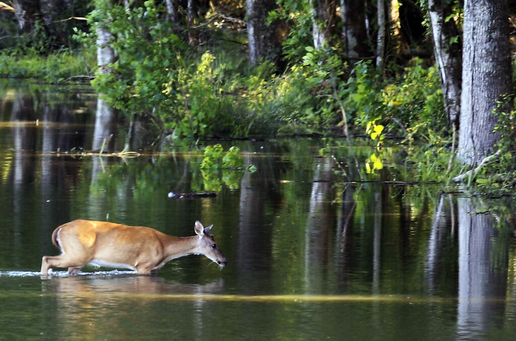 A deer wades through water in the Atchafalaya River after water from the open Morganza Floodway invades their habitat near Krotz Springs, Louisiana May 17, 2011. Scores of U.S. heartland rivers from the Dakotas to Ohio have flooded following a snowy winter and heavy spring rains, feeding near-record crests on the lower Mississippi River. REUTERS/Sean Gardner (UNITED STATES - Tags: DISASTER ENVIRONMENT ANIMALS) - GM1E75I0T3501