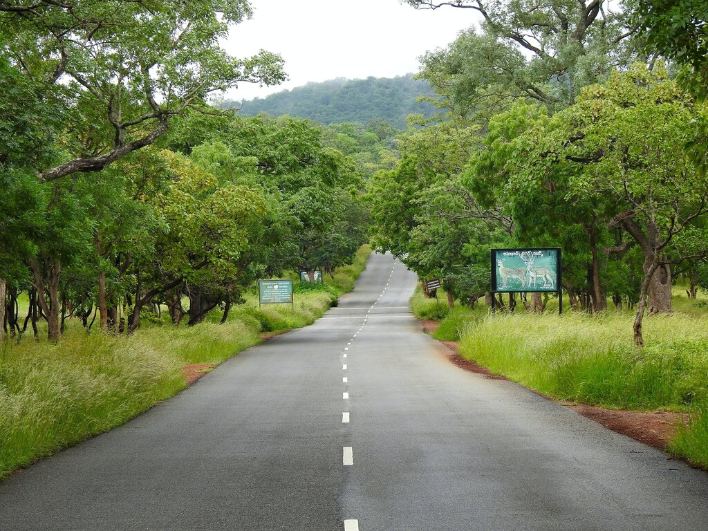 India has been experimenting with tree planting for over 200 years and have been successful in restoring degraded forests.