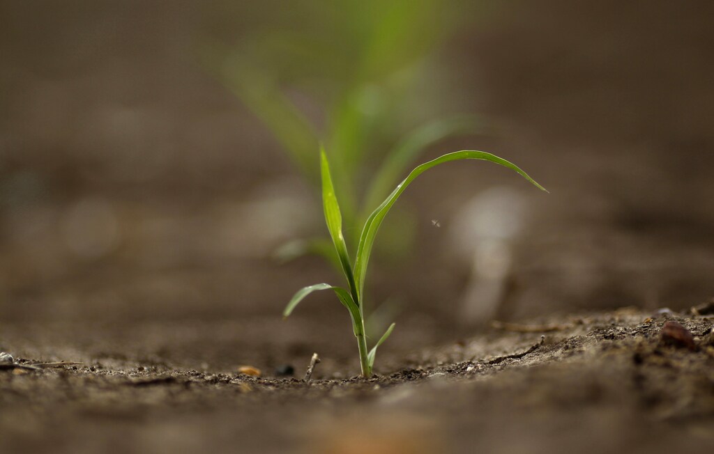 A newly emerged crop stands in a field on a farm near Chinchilla, 250 km (155 miles) west of Brisbane October 30, 2011. With a surge of popular support for measures ranging from more regulation to an outright ban on drilling, the coal-seam gas industry, an industry spreading rapidly across the Australian landscape, faces the prospect of project delays, higher costs and even blockades that have already succeeded in delaying drilling. Picture taken October 30, 2011. To match Insight AUSTRALIA-GAS/ REUTERS/Tim Wimborne (AUSTRALIA - Tags: ENERGY ENVIRONMENT BUSINESS POLITICS AGRICULTURE) - RTR2U35E