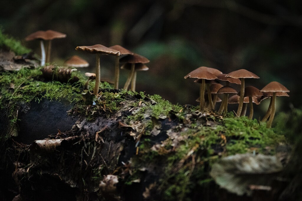 Mushroom-based products could prove key to creating a circular economy.
