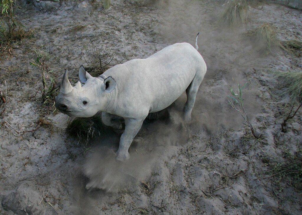 Mokwena, a 33 month old black rhino, charges playfully around a specially built boma in Solole Game Reserve in Cape Town. January 8, 2004. REUTERS/Mike Hutchings