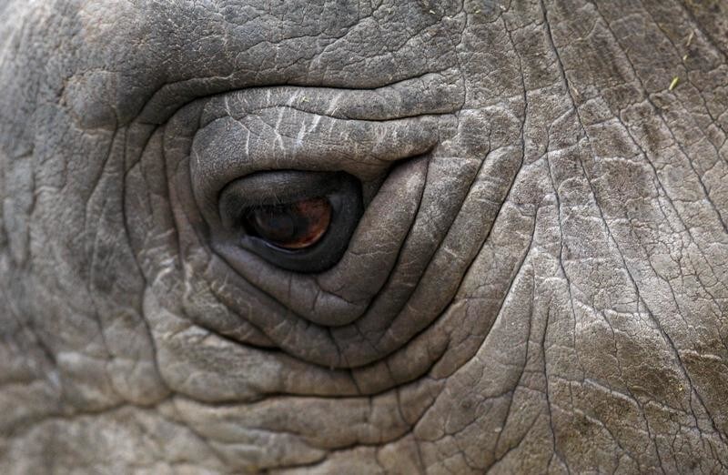 A close-up view of an eye of a Northern White Rhino named Sudan at the zoo in Dvur Kralove nad Labem in the Czech Republic December 16, 2009. Eight white rhinos live in captivity - six at the zoo in Dvur Kralove and two in the San Diego zoo - and experts believe they are among the last of the species left on the planet, as the rest of the population were killed by war and the loss of their habitat in Africa. Officials at the Czech zoo said four of the rhinos will be moved to the Ol Pejeta reservation in Kenya on Saturday in an effort to conserve the population.