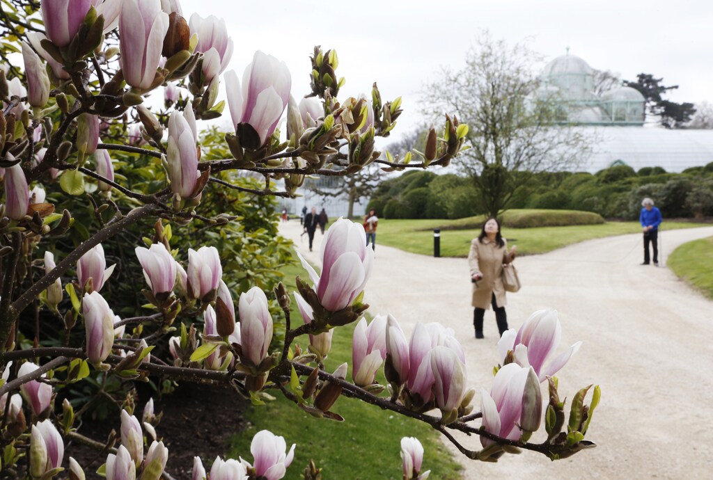 Flowers are pictured near greenhouses on the grounds of the Belgian royal family's residence of Laeken in Brussels April 19, 2013.