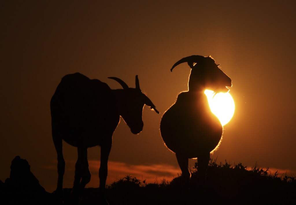 Two goats are seen during the sunset in the north coast of the Spanish island of Menorca June 21, 2008. REUTERS/Dani Cardona (SPAIN) - GM1E46M0KJX01