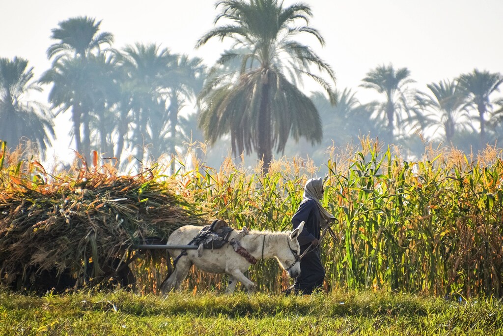 A farmer and donkey pulling crops in a cart across a field.