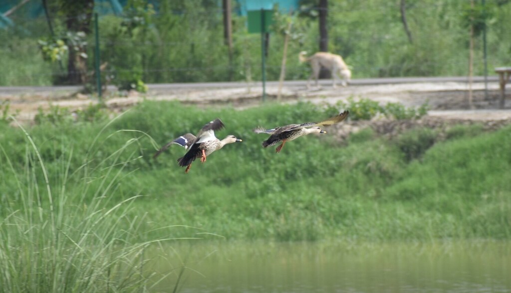 Birds flying over a water body in Yamuna River Basin, which has been rejuvenated as part of a a climate resilience Initiative.
