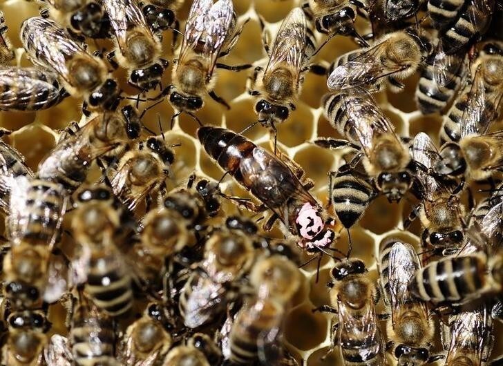 A queen bee (C) is seen among other bees in a honeycomb at a bee farm near the city of Probishtip, some 140 km (87 miles) east from the capital Skopje June 8, 2010. Honey, a traditional medicine in Macedonia is used to treat common ailments. REUTERS/Ognen Teofilovski (MACEDONIA - Tags: ANIMALS ENVIRONMENT IMAGES OF THE DAY)