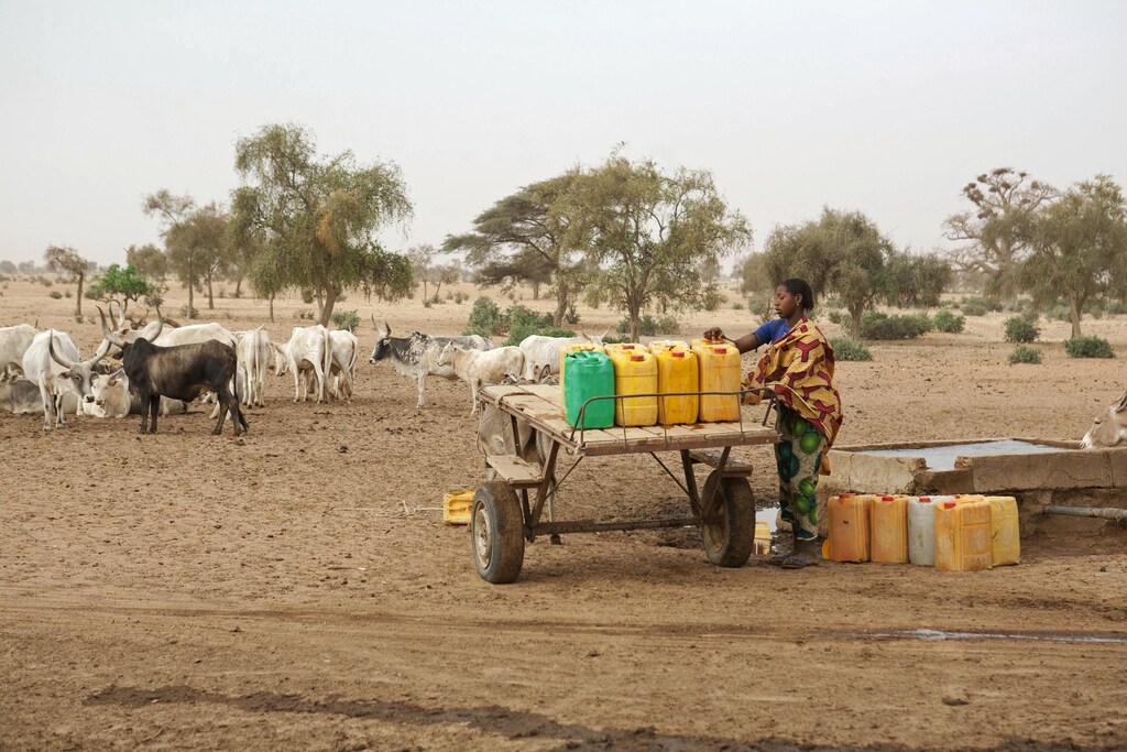 A woman fills jerry-cans with water for her cattle herd in Richard-Toll, Senegal, January 28, 2015.