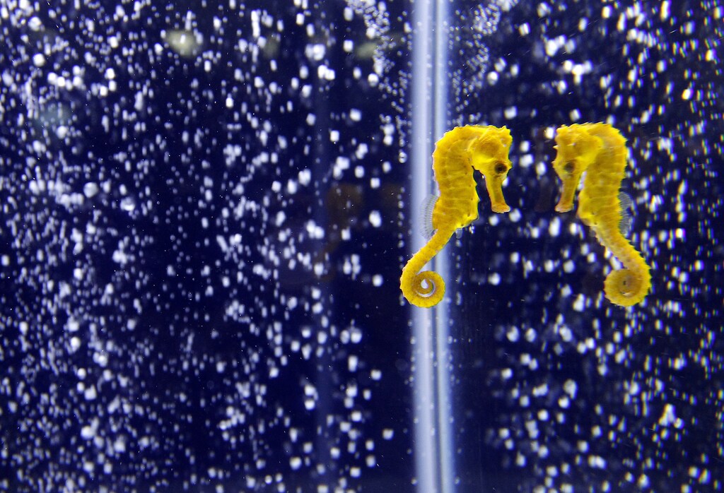 A seahorse (Hippocampus Reidi) is displayed during a news conference before the 2012 Taiwan International Aquarium Expo in Taipei November 5, 2012. The seahorses raised in Taiwan are selling for as much as NTD$3000 (about USD$100) a piece to overseas collectors, according to the aquarium owner. The 2012 Taiwan International Aquarium Expo will be held at Taipei World Trade Center Nangang Exhibition Hall from November 9 to 12. REUTERS/Pichi Chuang (TAIWAN - Tags: ANIMALS SOCIETY) - GM1E8B519H201