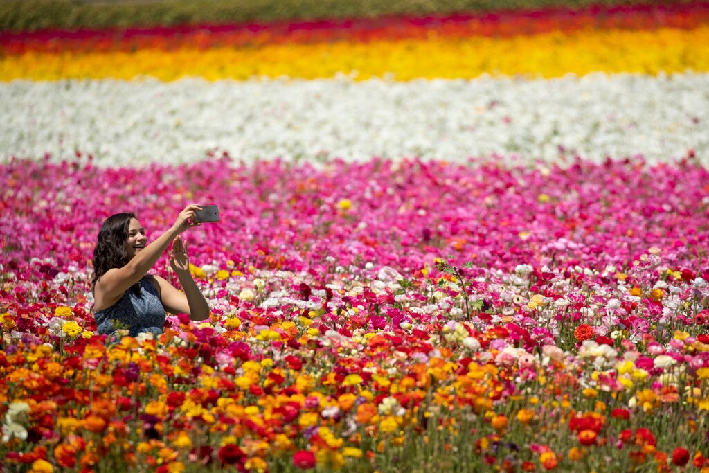 A women takes a selfie as she sits amid thousands of ranunculus flowers at the Flower Fields in Carlsbad, California, U.S., April 26, 2018. REUTERS/Mike Blake - RC127BEC3C80