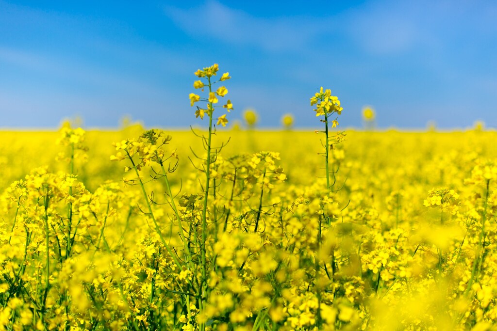 Climate change poses particular challenges to Europe's breadbasket