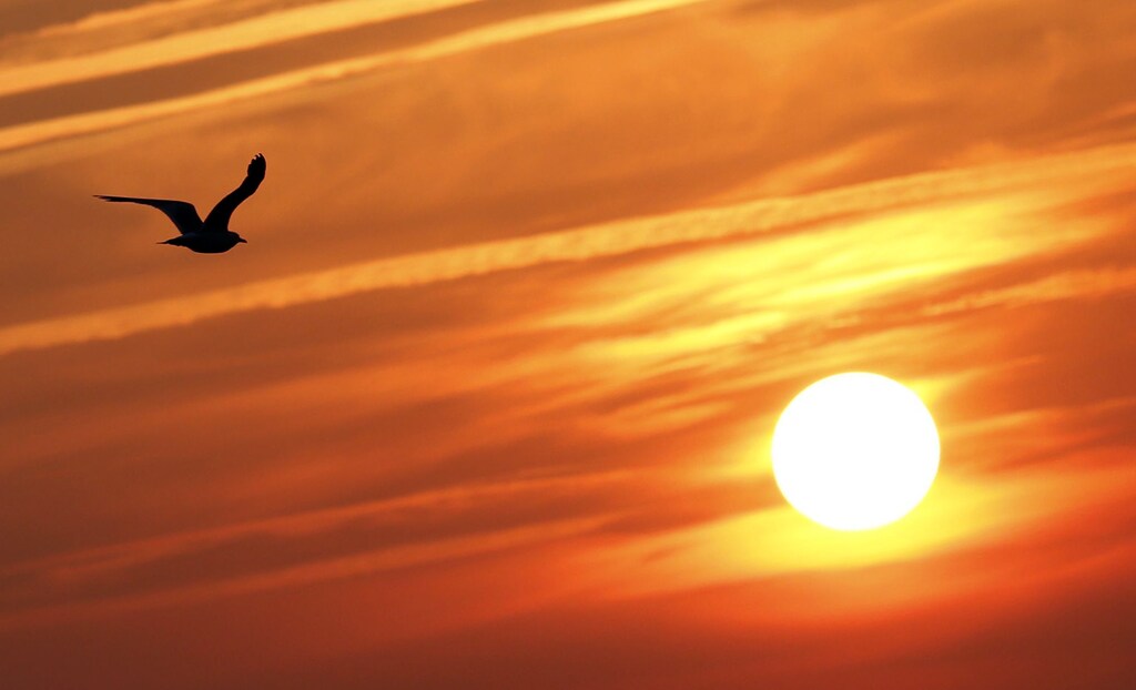 A seagull flies in front of the setting sun after a warm summer day in Andernos, southwestern France, July 22, 2013. Picture taken July 22, 2013. REUTERS/Regis Duvignau (FRANCE - Tags: ENVIRONMENT TRAVEL ANIMALS) - PM1E97N0QEE01