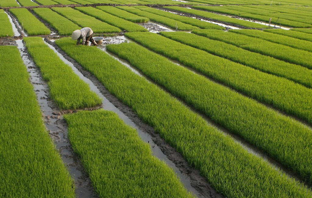 A farmer works on a paddy field outside Hanoi February 9, 2009. A Vietnam rice shipment reached the Philippines at the weekend, part of a 1.5 million tonne supply deal between the two countries, an official at the state grain agency said on Monday. The Philippines, the world's biggest rice importer, expects 500,000 tonnes of Vietnamese rice to be shipped between February and March. REUTERS/Kham (VIETNAM) - GM1E52A01DP01