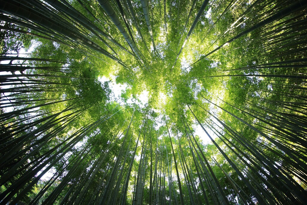 A ground-up view of a forest canopy, illustrating the need for forest conservation