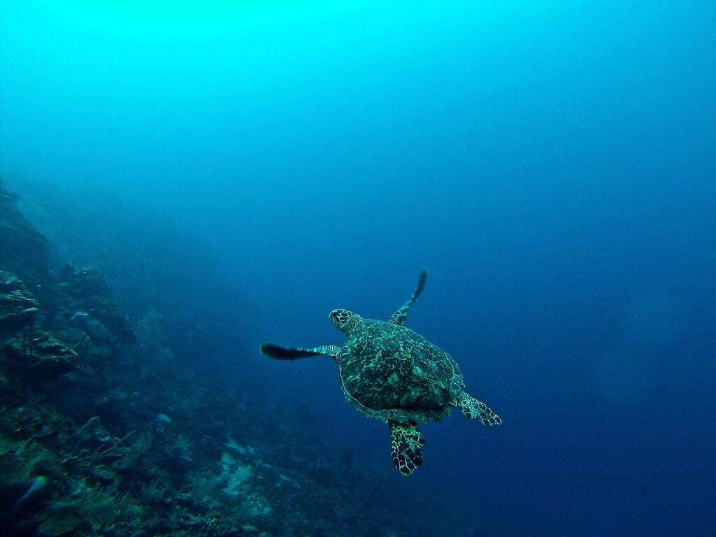 marine life such as this sea turtle are under serious threat from worsening problems affecting the ocean, like pollution and climate change