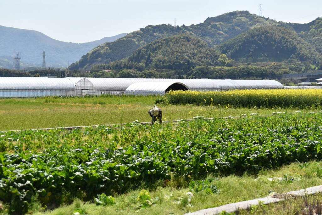 Un campo de arroz en Japón.