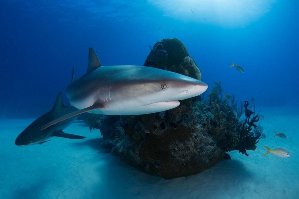 image of a shark and other ocean life
