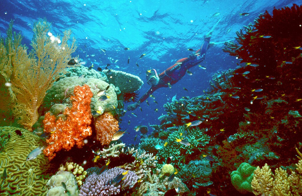 57% of Australia's shallow reef species were found to be in decline.