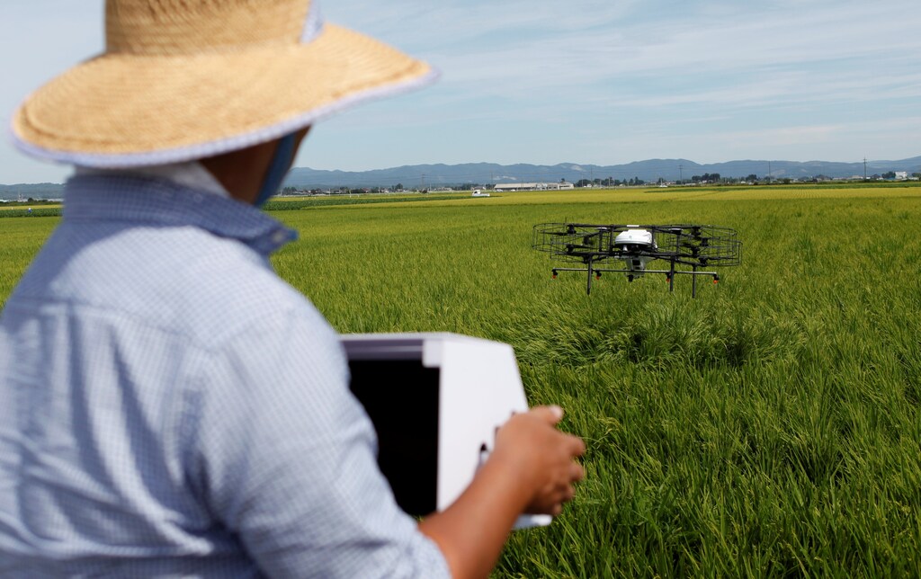An automated drone flies over rice plants in Japan, spraying pesticide and assessing growth