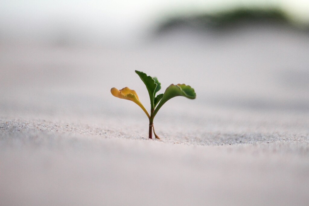 Planta que crece de la tierra.