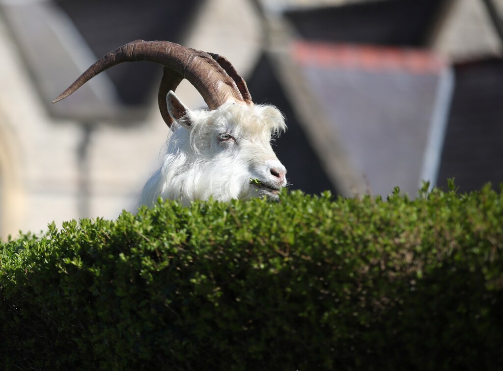 A goat is seen in a city in Llandudno, Wales, Britain, during the spread of COVID-19 on March 31, 2020.