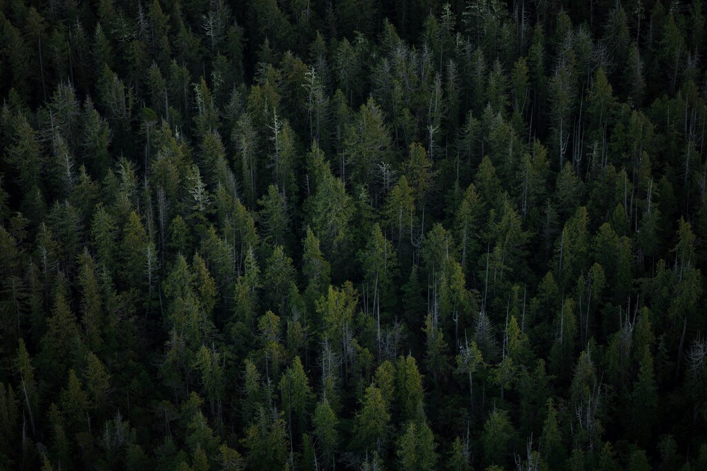 An aerial view of forests: Natural climate solutions have already locked away vast amounts of carbon
