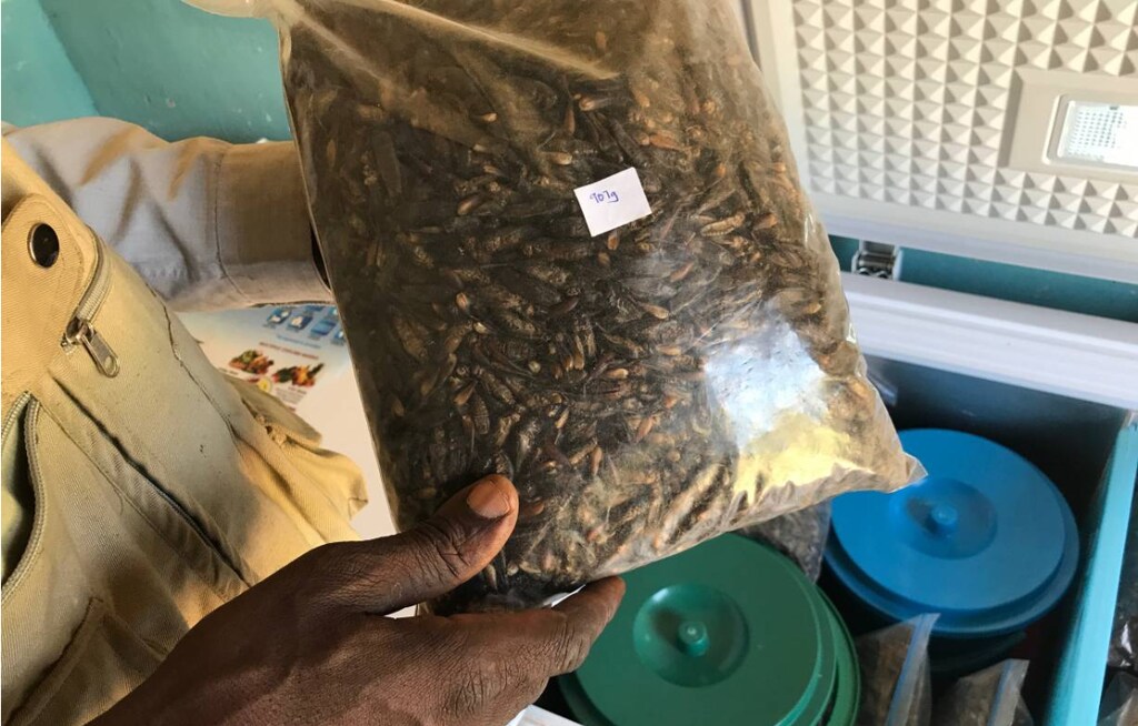 A farmer holds a bag of whole freeze-dried crickets for sale at a farm shop selling a range of fresh, frozen and dried cricket products in Kisumu, Kenya, February 13, 2018. Photo from original article.