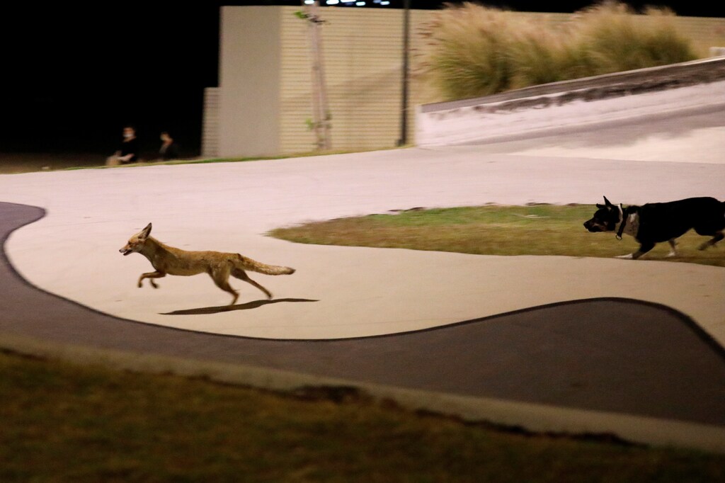 A dog and a red fox run around an empty skate park in the southern Israeli city of Ashkelon, where predatory animals now roam amid the coronavirus disease (COVID-19) restrictions that have closed beaches and emptied sidewalks April 19, 2020. Picture taken on April 19, 2020. REUTERS/ Amir Cohen - RC2L9G9LAQBK