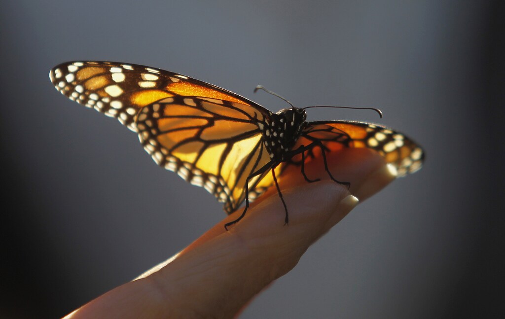 A monarch butterfly rests on a visitor's hand at the Monarch Grove Sanctuary in Pacific Grove, California December 30, 2014