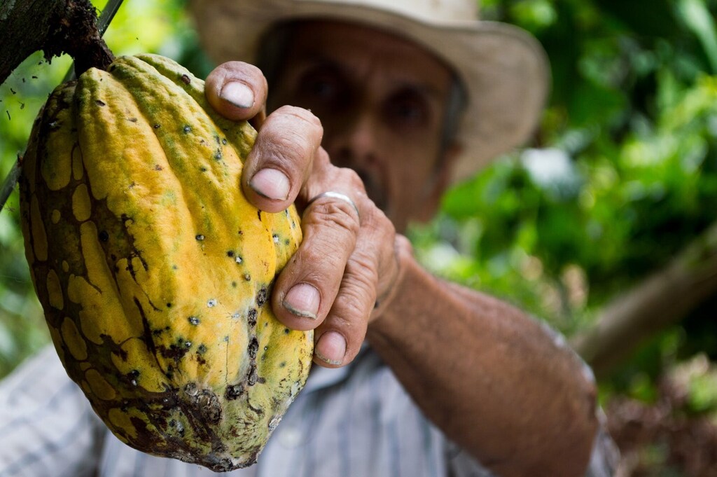 Un hombre recogiendo frutos de cacao amarillo.