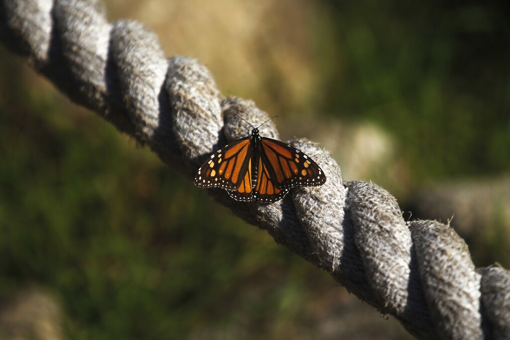 A monarch butterfly rests on a rope at the Monarch Grove Sanctuary in Pacific Grove, California, December 30, 2014.