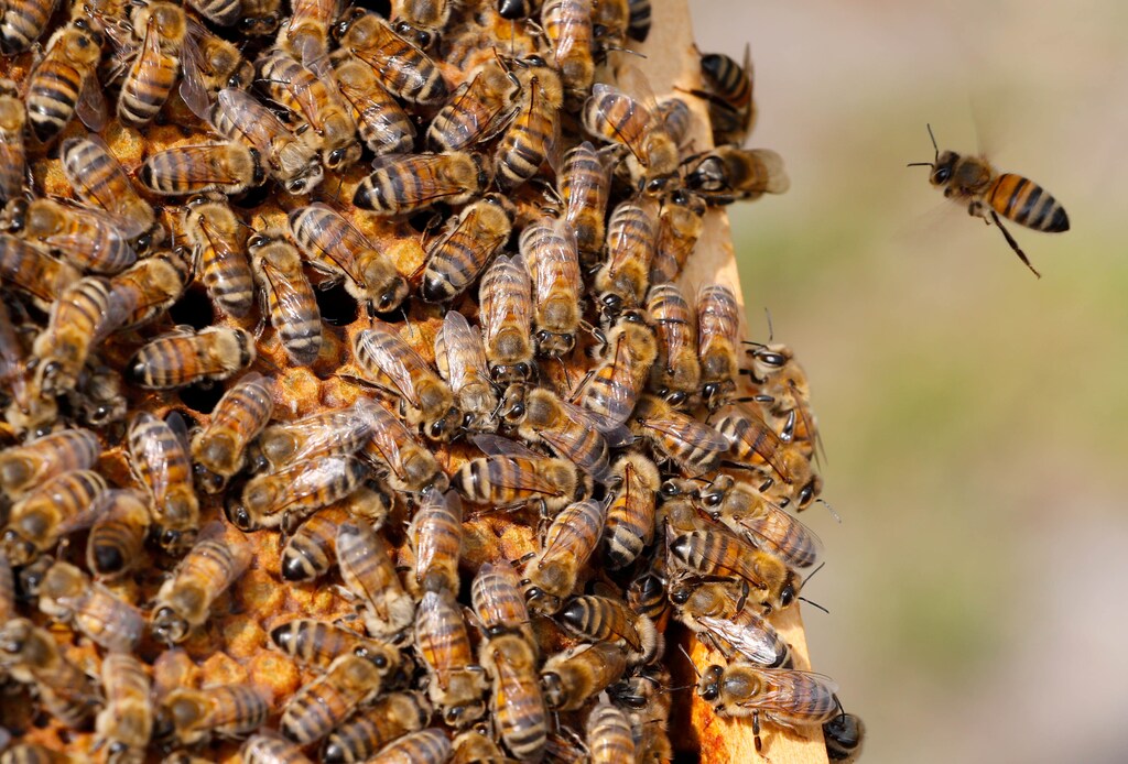 Bees are seen on the frame of a beehive in Denee, Belgium, May 15, 2018. Picture taken May 15, 2018. REUTERS/Yves Herman TPX IMAGES OF THE DAY - RC1BB64BC220