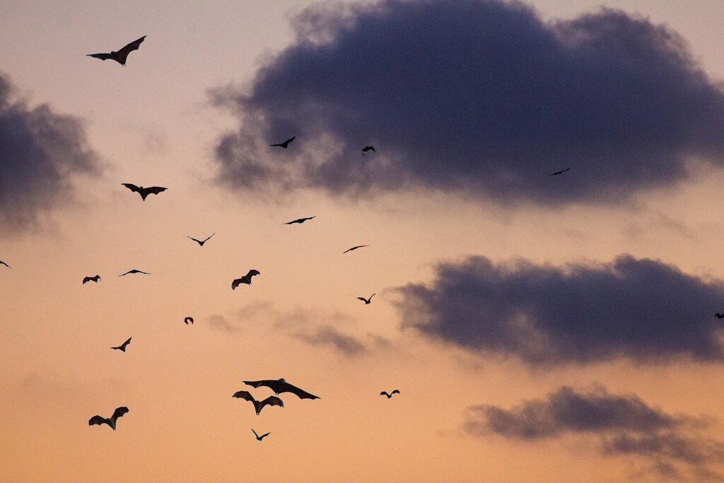 bats flying night sky