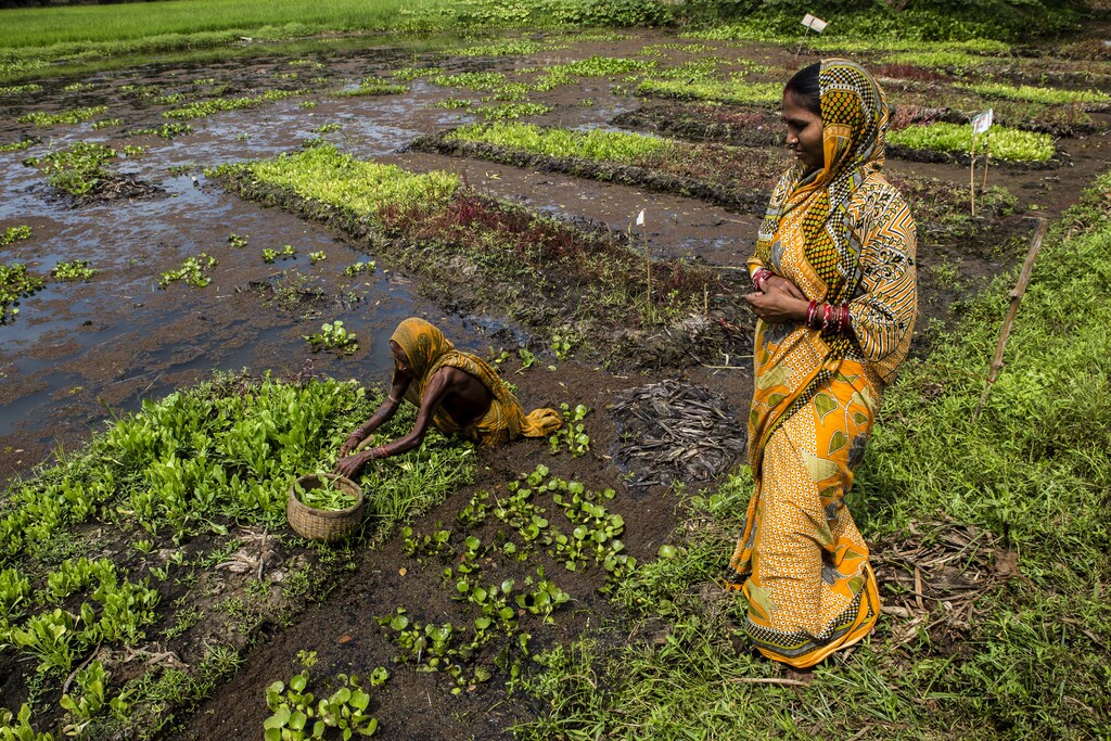 Village: Totasahi, Panchayat: Sukala Block: Stayabadi District: Puri, State: Odhisa , India, 3rd March 2014:65 years old, Hara Maharana (L) picks spinach from her floating garden as her daughter in law Laxmi looks on in Totashi village, Puri, Odhisa, India, March 3, 2014. Hara Maharana and her daughter in law, 38 year old Laxmi pluck spinach from floating gardens in water logged area filled with water hyacinth. The vegetables primarily used for domestic consumption saves them money by serving as a kitchen garden. UNDPâ??s partnership with the govt of Odisha and supported by the Australian Agency for International Development is helping communities in Puri in Odisha adapt to extreme weather events. Close to 2,100 hectares of land was cultivated in 2012, more than three times that of 2011 in Bambarada village of Puri