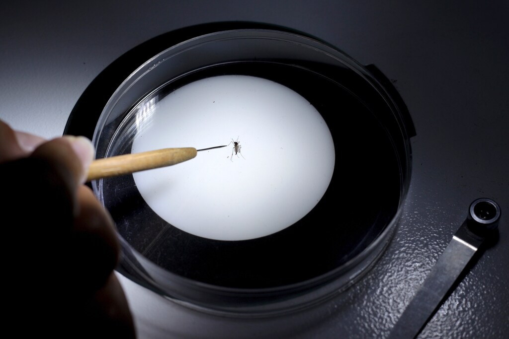 A public health technician inspects an Aedes aegypti mosquito in a research lab to help prevent the spread of Zika virus and other mosquito-borne diseases at the entomology department of the Ministry of Public Health, in Guatemala City, January 26, 2016.