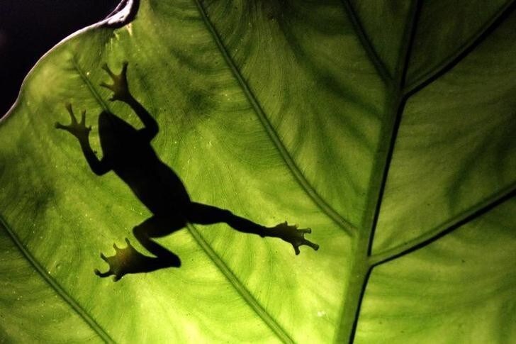 A Taipei tree frog climbs a leaf in Tucheng, Taipei County, July 21, 2010. The Taipei tree frogs are endemic to Taiwan. REUTERS/Pichi Chuang (TAIWAN)