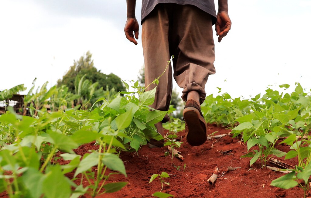 Harris Njuki, 65, a farmer walks at his genetically modified pest resistant Bt cotton variety farm, in Kimbimbi village of Kirinyaga county, Kenya, Africa on November 30, 2022. REUTERS/Thomas Mukoya