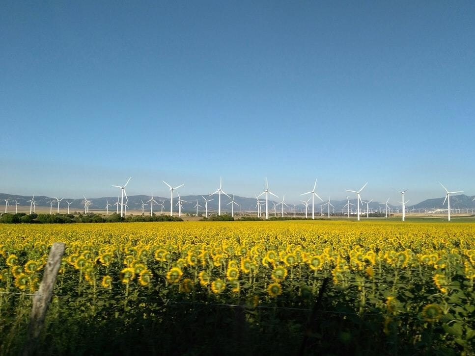 image of lots of wind turbines photographed across a field