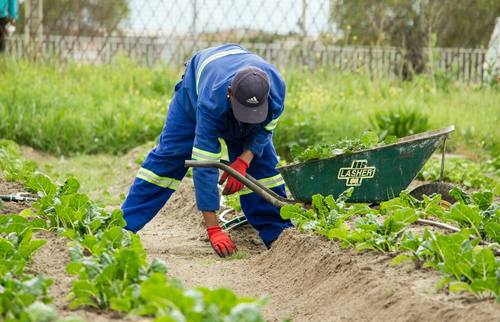 A person farming. Two start-ups in India and Ghana are among those making sustainable farming a possibility.