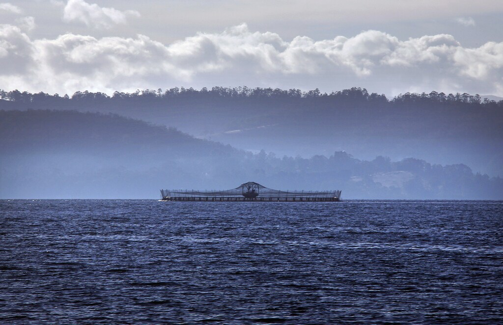 A netted pond, which can hold up to 40,000 fish, is seen floating on Hideaway Bay at a Tasmanian salmon farm