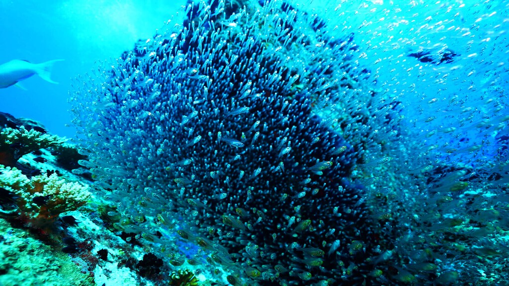 Un cardumen de peces nada en el océano.