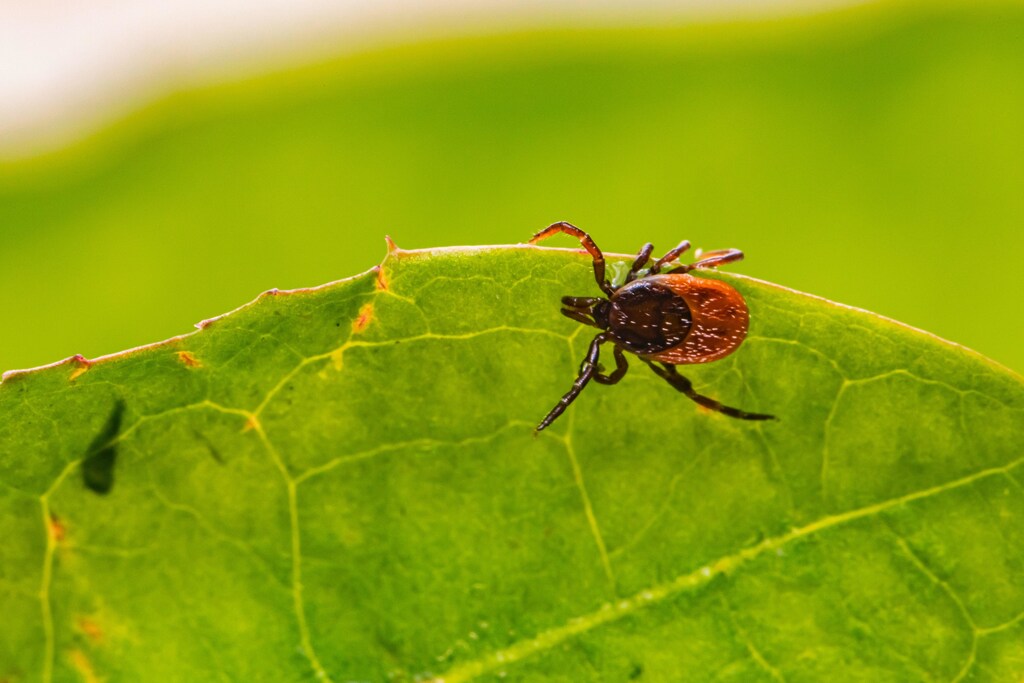 this is a tick, the bites of which can cause numerous diseases