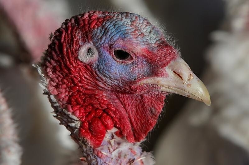 Turkeys are seen at Ashley Farm in Flanders, New Jersey, U.S., November 13, 2019. REUTERS/Eduardo Munoz - RC2HID9LYVU3